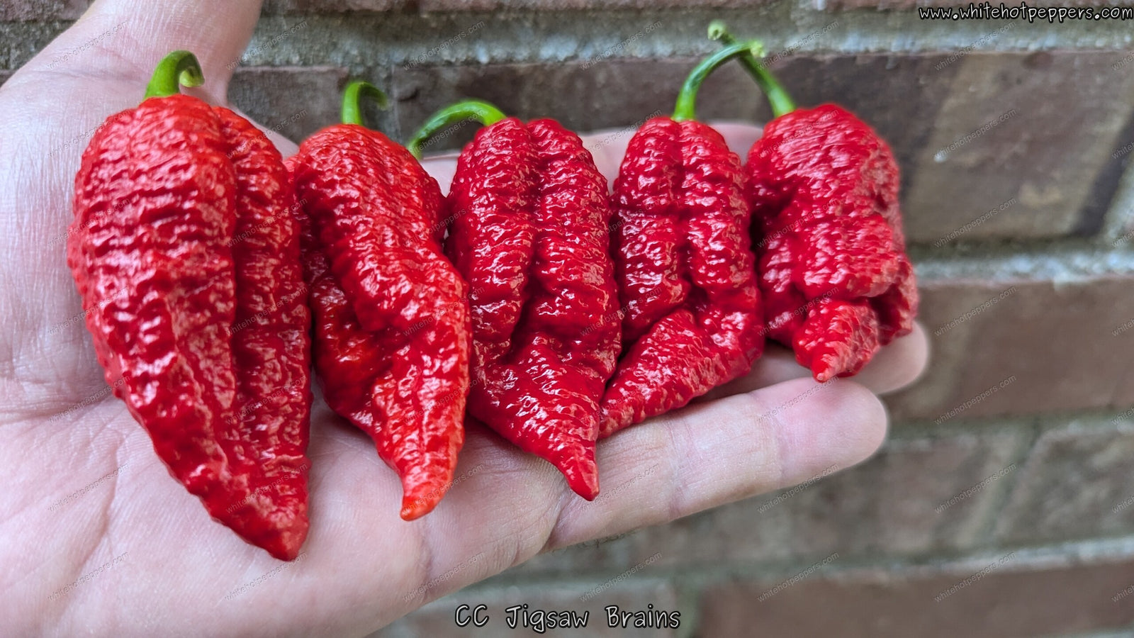 CC Jigsaw Brains - Pepper Seeds - White Hot Peppers