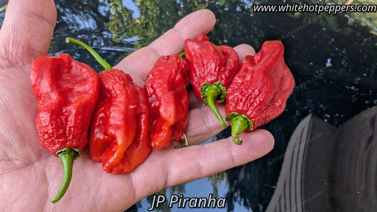 JP Piranha - Pepper Seeds - White Hot Peppers