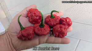 KS Scarlet Rose - Pepper Seeds - White Hot Peppers