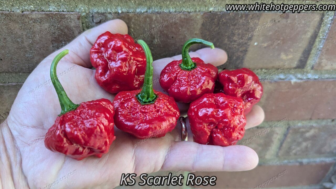 KS Scarlet Rose - Pepper Seeds - White Hot Peppers