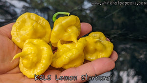 KS Lemon Starburst (KSLS) - Pepper Seeds - White Hot Peppers