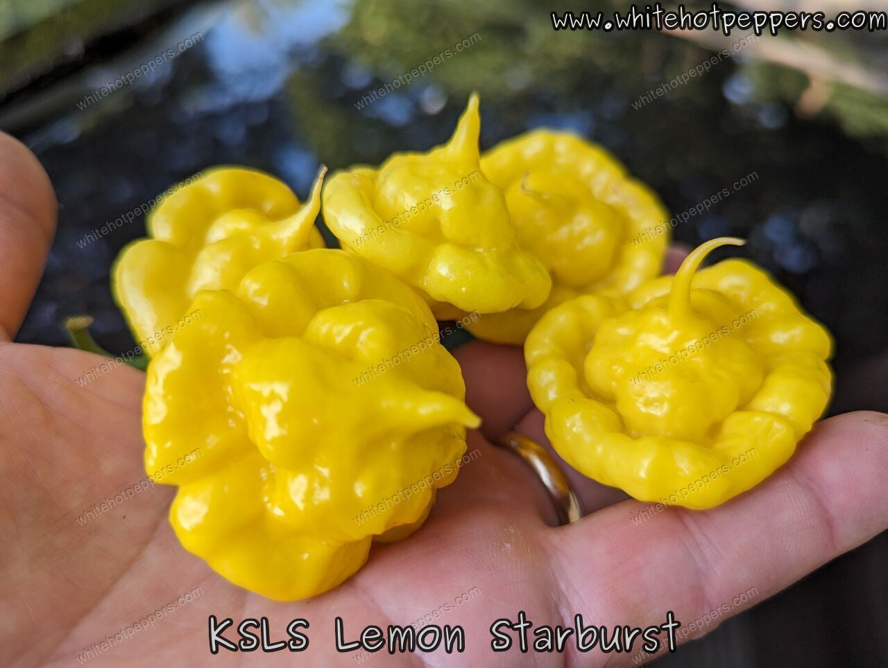 KS Lemon Starburst (KSLS) - Pepper Seeds - White Hot Peppers