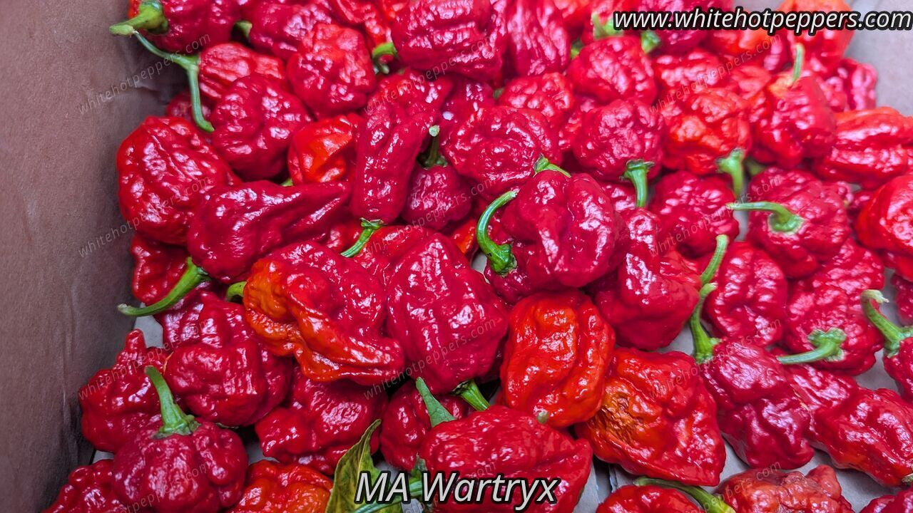 MA Wartryx - Pepper Seeds - White Hot Peppers