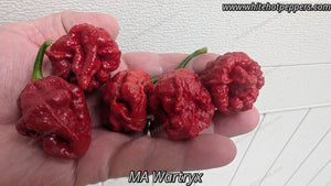 MA Wartryx - Pepper Seeds - White Hot Peppers