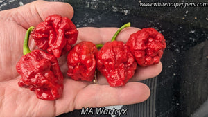 MA Wartryx - Pepper Seeds - White Hot Peppers