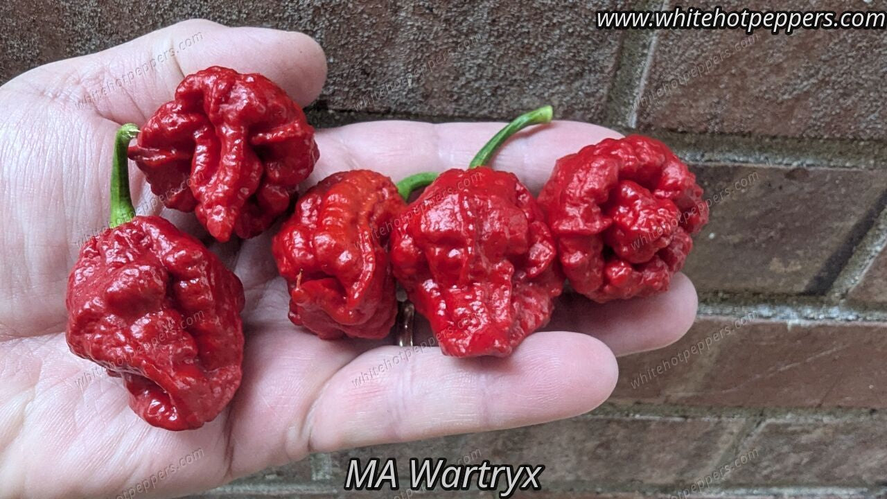 MA Wartryx - Pepper Seeds - White Hot Peppers