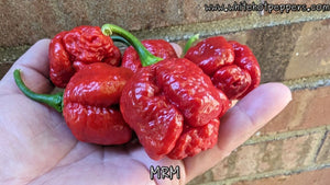 Moruga Red Monster (MRM) - Pepper Seeds - White Hot Peppers