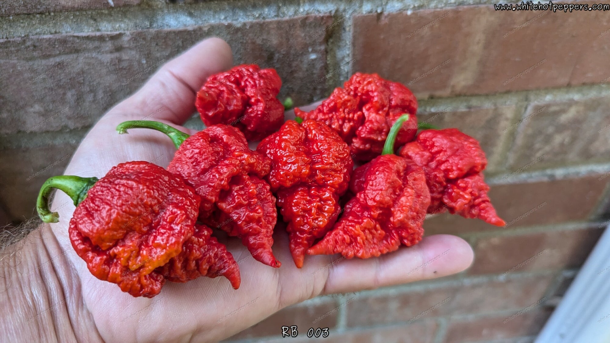 pepper Carolina Reaper HP22B Pepper Premium Seed Packet Record Hottest in