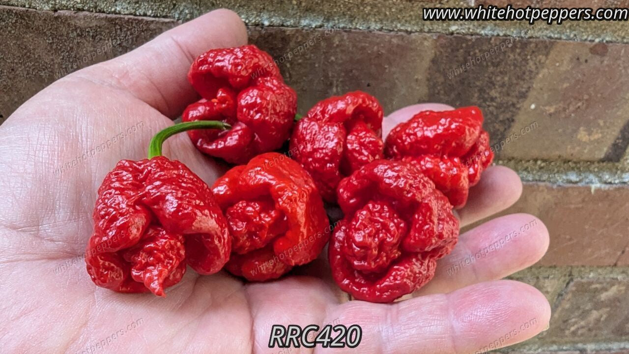 RRC 420 - Pepper Seeds - White Hot Peppers