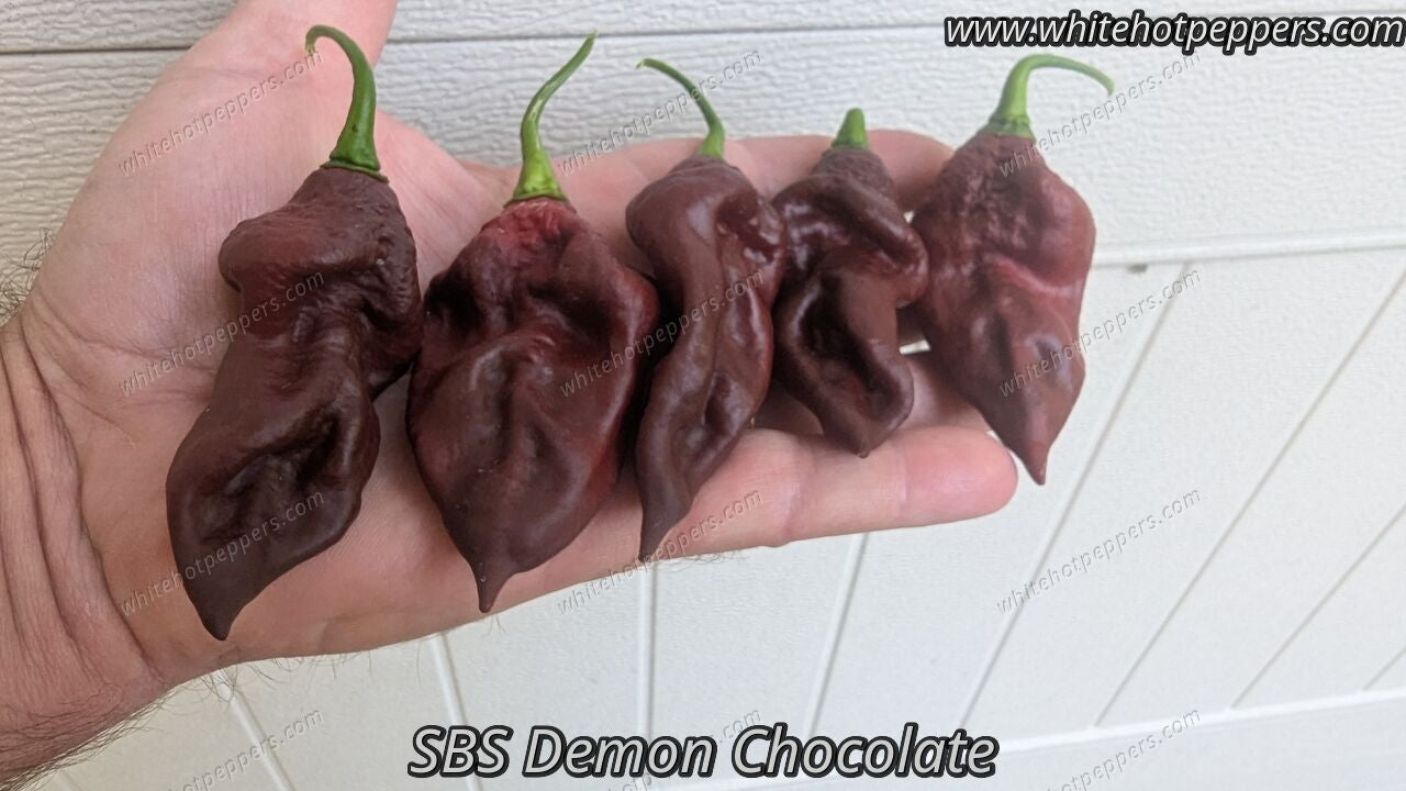 SBS Demon Chocolate - Pepper Seeds - White Hot Peppers