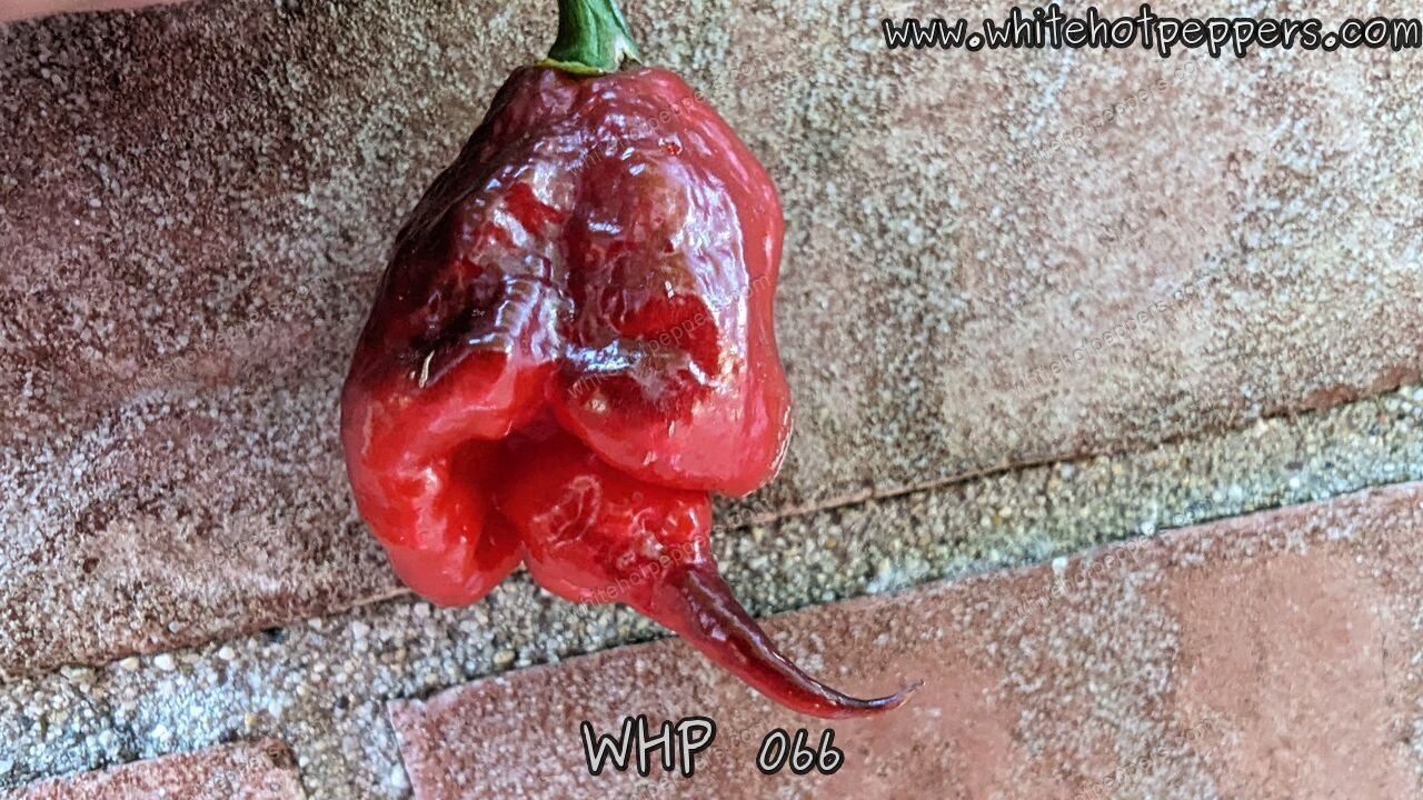 WHP 066 - Pepper Seeds - White Hot Peppers