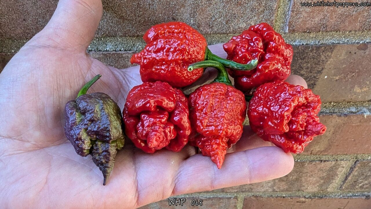 WHP 068 - Pepper Seeds - White Hot Peppers