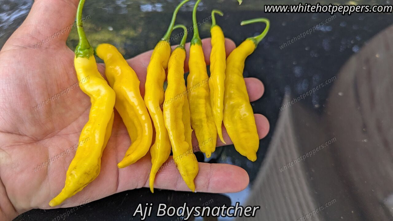 Aji Bodysnatcher - Pepper Seeds - White Hot Peppers