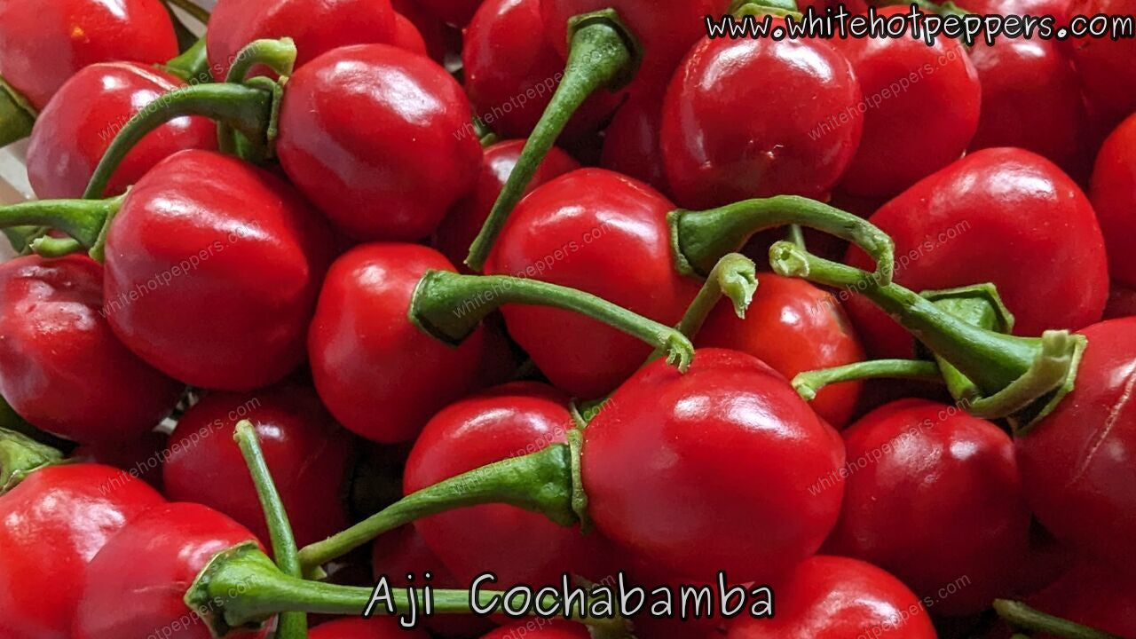 Aji Cochabamba - Pepper Seeds - White Hot Peppers
