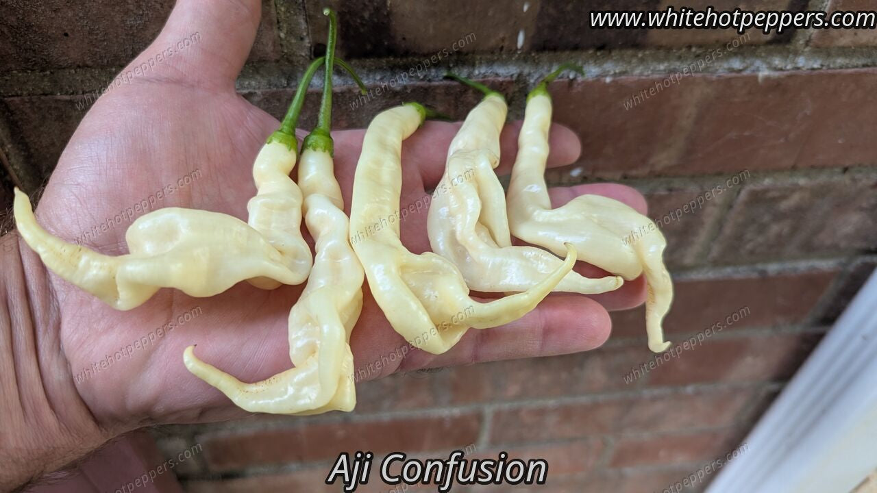 Aji Confusion - Pepper Seeds - White Hot Peppers