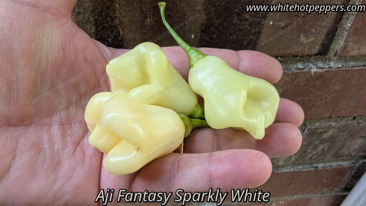 Aji Fantasy Sparkly White - Pepper Seeds - White Hot Peppers