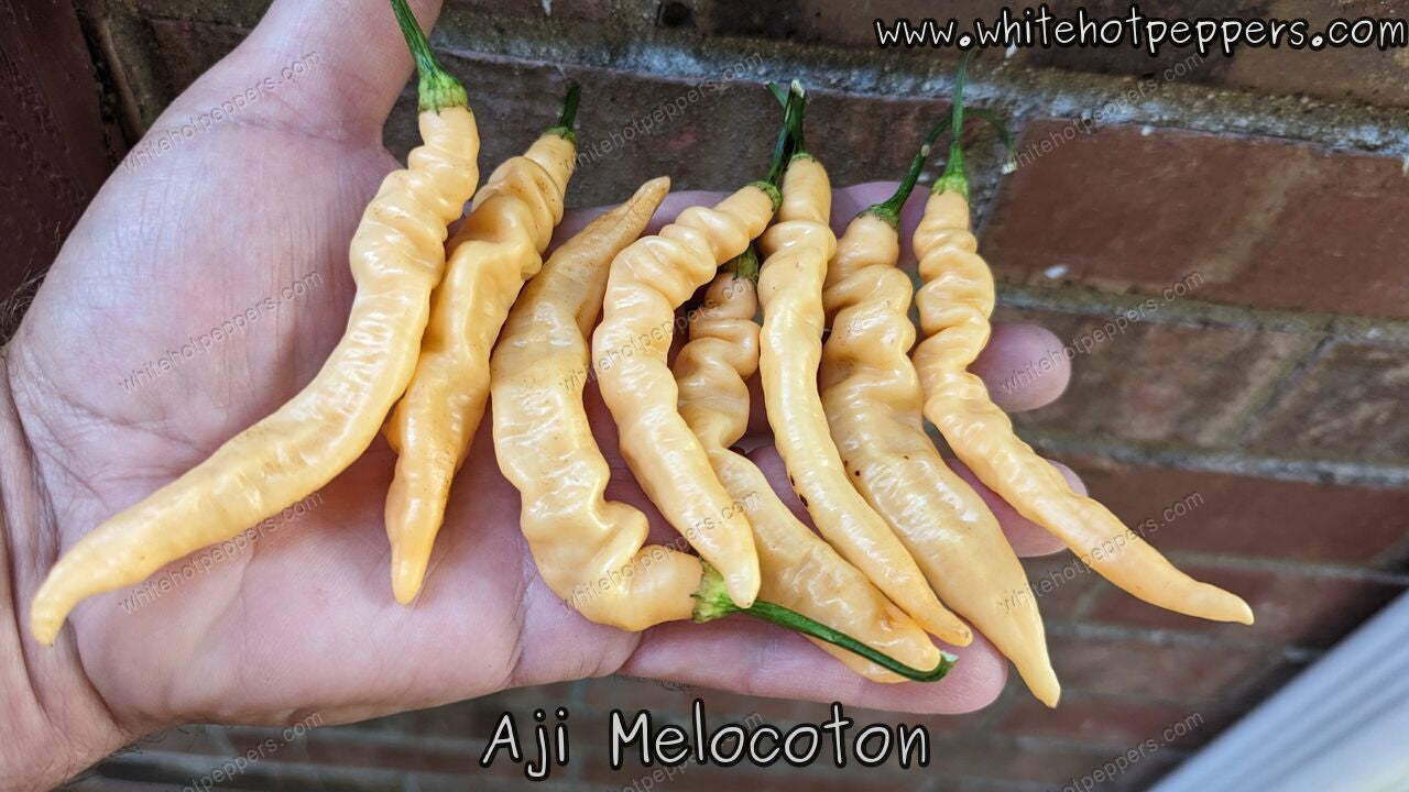 Aji Melocoton - Pepper Seeds - White Hot Peppers