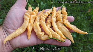 Aji Melocoton - Pepper Seeds - White Hot Peppers