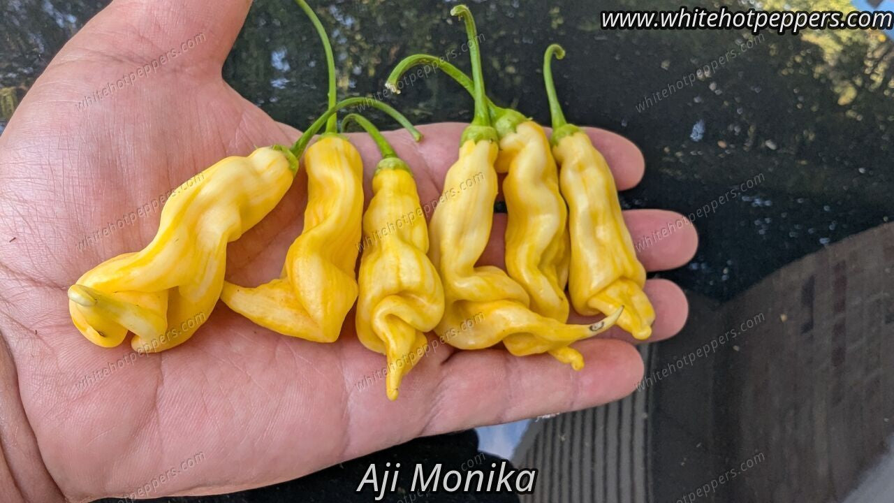Aji Monika - Pepper Seeds - White Hot Peppers