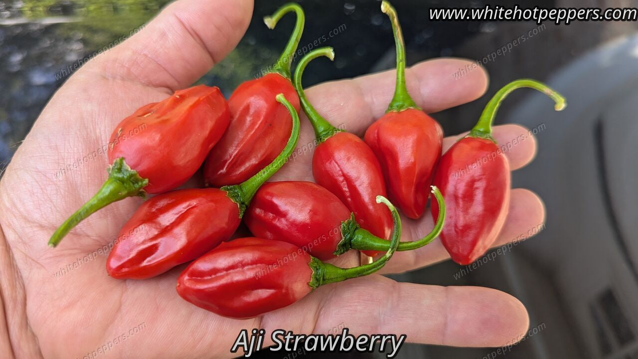 Aji Strawberry Drop - Pepper Seeds - White Hot Peppers