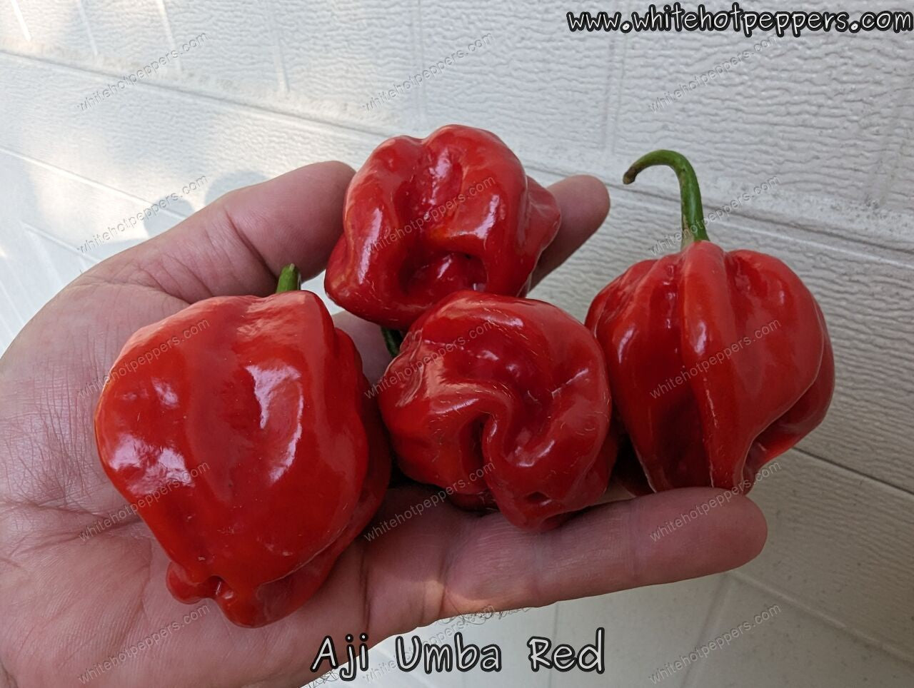 Aji Umba Red - Pepper Seeds - White Hot Peppers