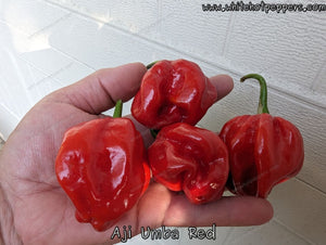 Aji Umba Red - Pepper Seeds - White Hot Peppers