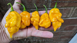 Aji Umba Yellow - Pepper Seeds - White Hot Peppers