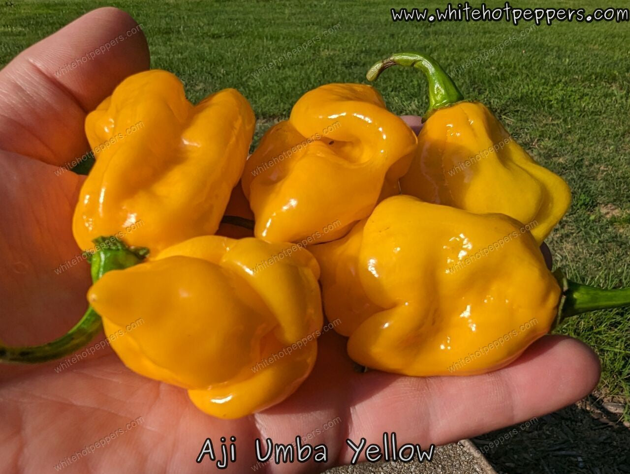 Aji Umba Yellow - Pepper Seeds - White Hot Peppers