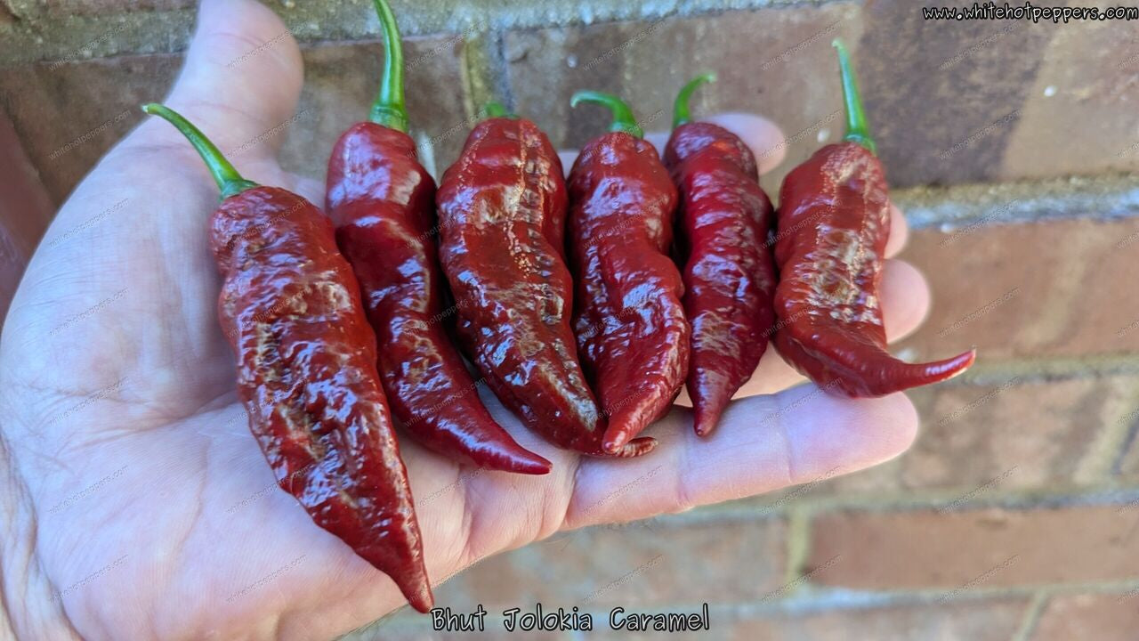 Bhut Jolokia (Ghost) Caramel - Pepper Seeds - White Hot Peppers