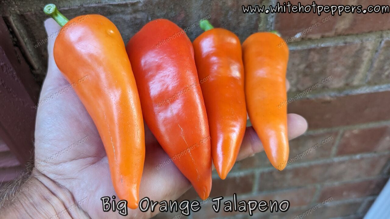 Big Orange Jalapeño - Pepper Seeds - White Hot Peppers