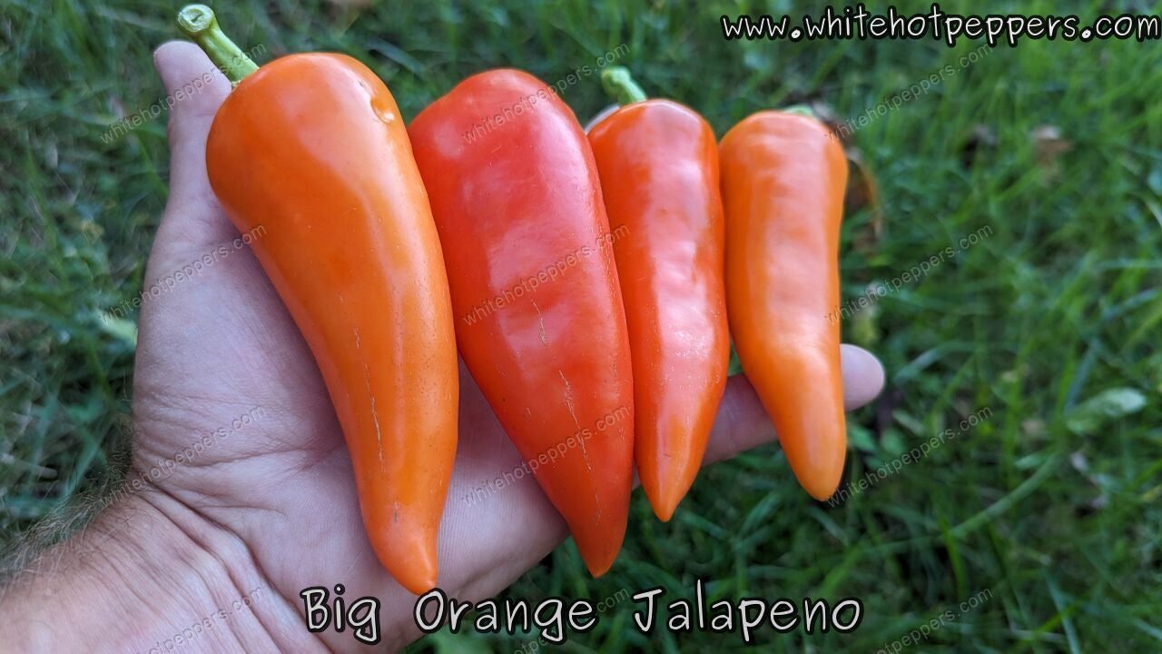 Big Orange Jalapeño - Pepper Seeds - White Hot Peppers