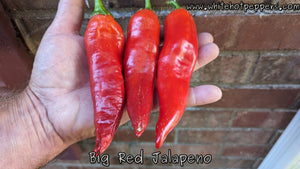 Big Red Jalapeño - Pepper Seeds - White Hot Peppers