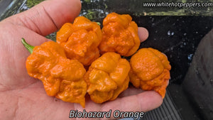 Orange Biohazard - Pepper Seeds - White Hot Peppers