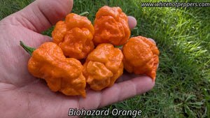 Orange Biohazard - Pepper Seeds - White Hot Peppers