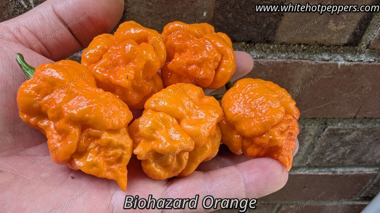 Orange Biohazard - Pepper Seeds - White Hot Peppers