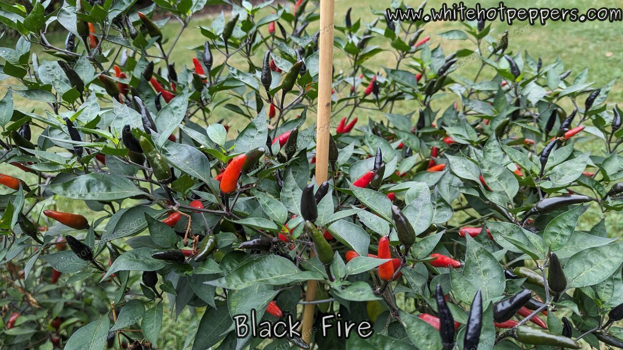 Black Fire - Pepper Seeds - White Hot Peppers