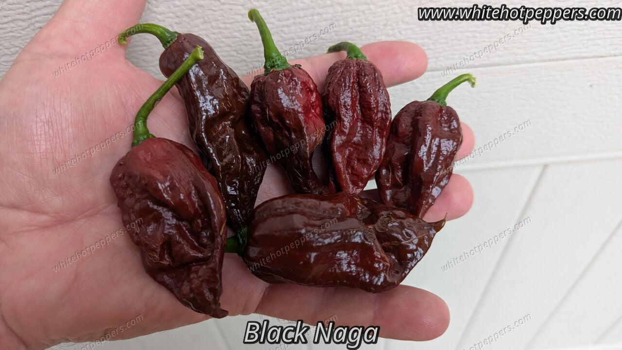 Black Naga - Pepper Seeds - White Hot Peppers