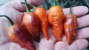 Black Panther Orange - Pepper Seeds - White Hot Peppers