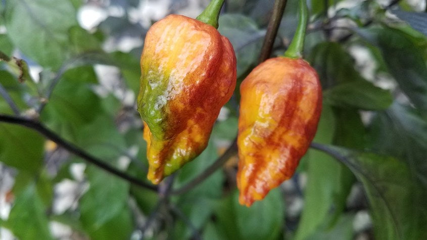 Black Panther Orange - Pepper Seeds - White Hot Peppers