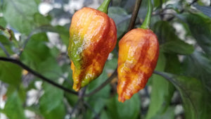 Black Panther Orange - Pepper Seeds - White Hot Peppers