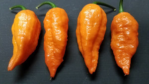 Black Panther Orange - Pepper Seeds - White Hot Peppers