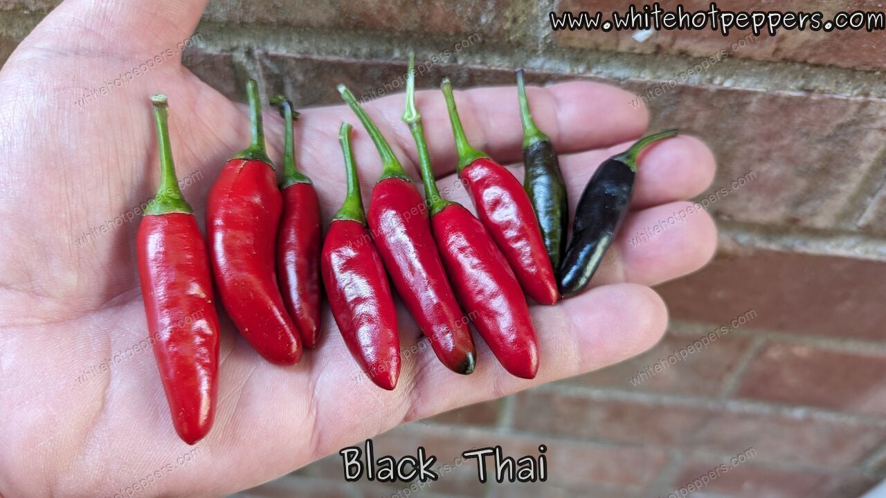 Black Thai - Pepper Seeds - White Hot Peppers