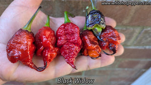 Black Widow - Pepper Seeds - White Hot Peppers