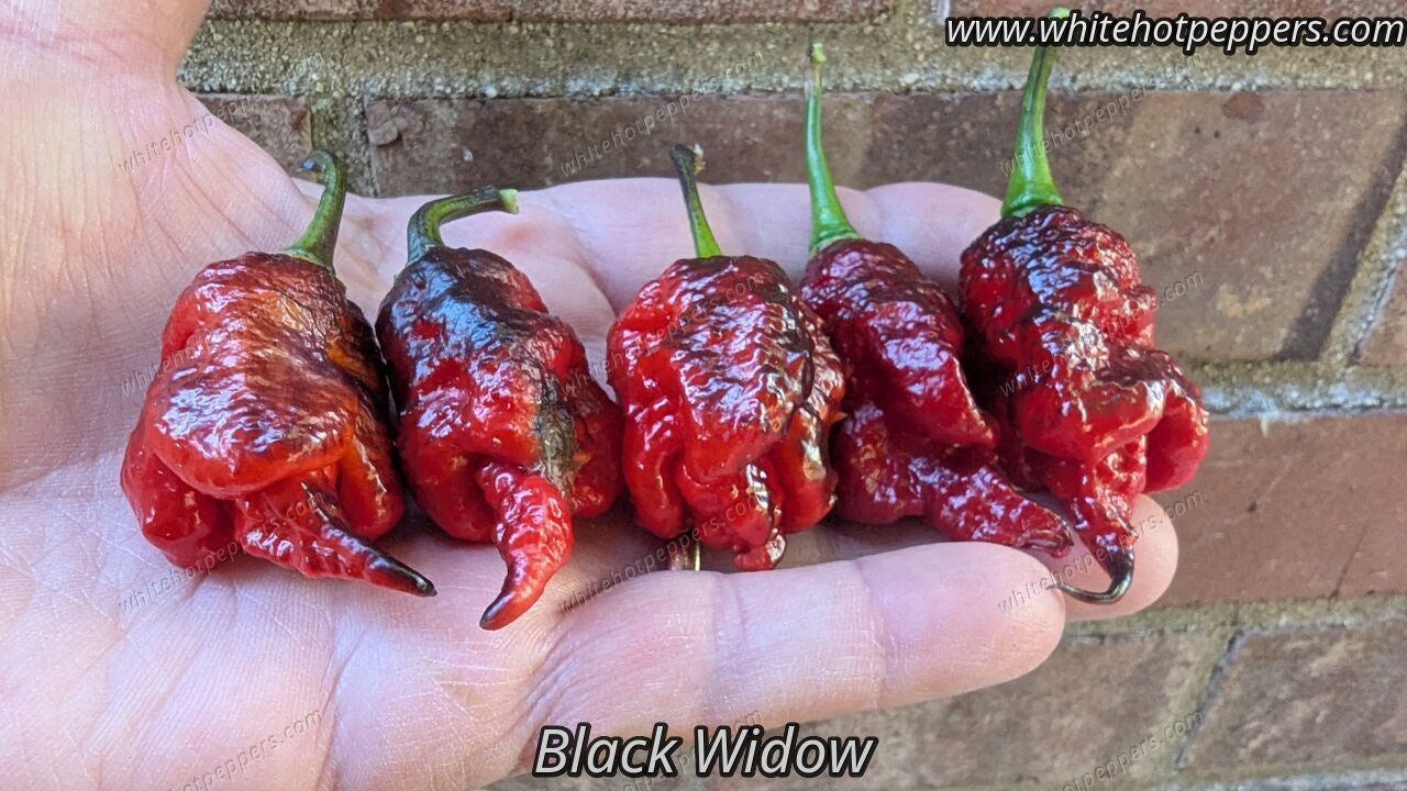 Black Widow - Pepper Seeds - White Hot Peppers