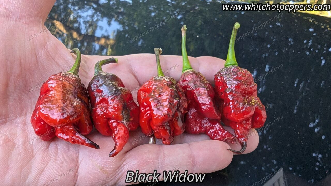 Black Widow - Pepper Seeds - White Hot Peppers