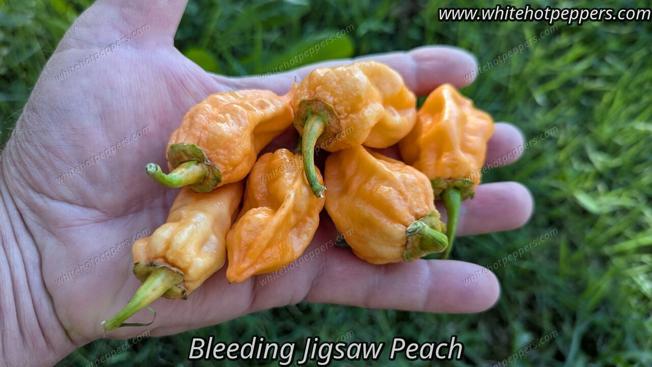 Bleeding Jigsaw Peach - Pepper Seeds - White Hot Peppers