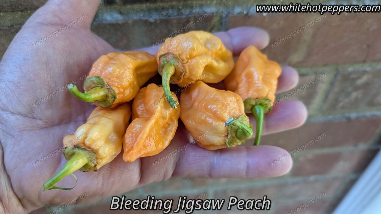 Bleeding Jigsaw Peach - Pepper Seeds - White Hot Peppers