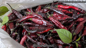 Blood Ghost - Pepper Seeds - White Hot Peppers