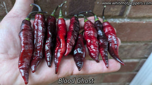 Blood Ghost - Pepper Seeds - White Hot Peppers