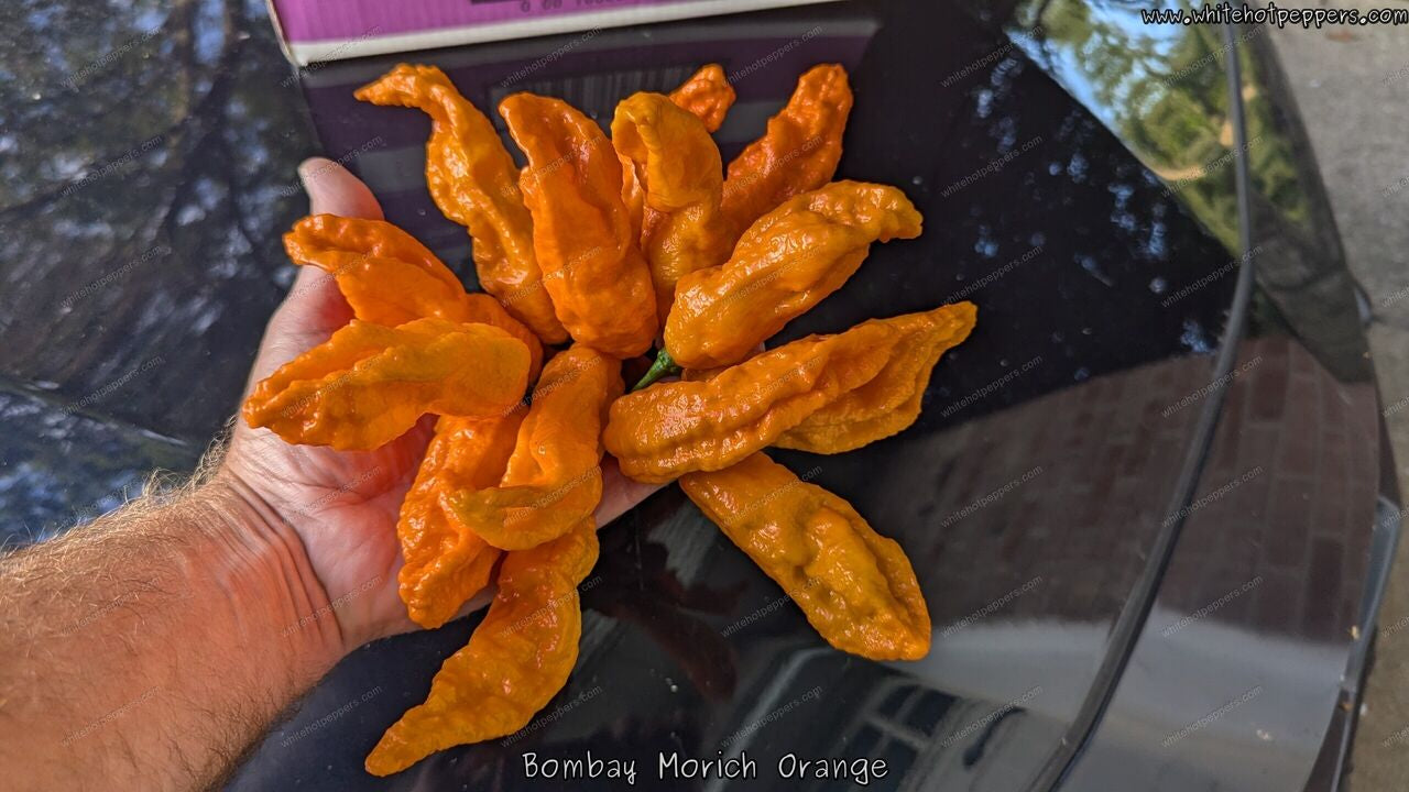 Bombay Morich Orange - Pepper Seeds - White Hot Peppers